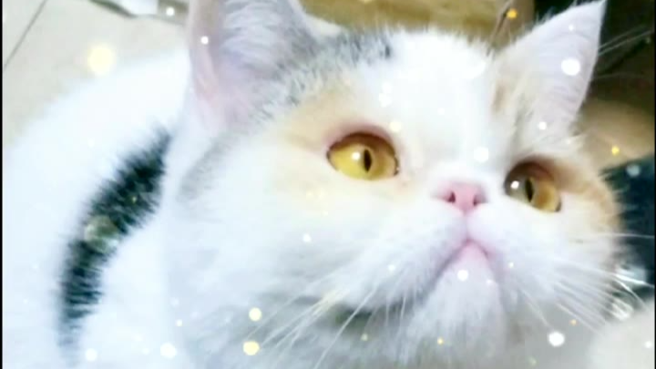 猫想象的样子自带美颜,跟它现实中的样子都是有区别的